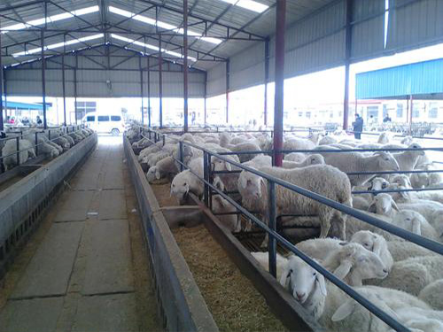 养羊场防堵排污泵